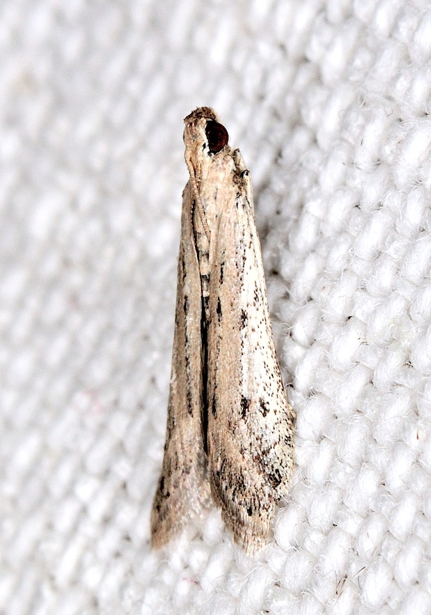 Pyralidae Phycitinae n 9